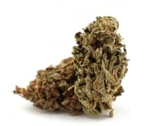 Buy MANGO KUSH – cannabis buds
