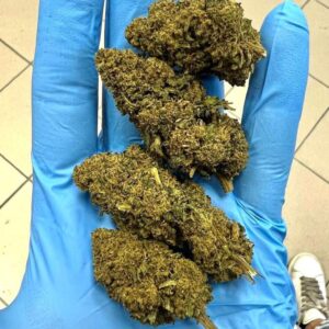 Buy CBD Hemp Flowers AMNESIA