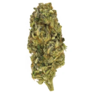 Chemo Indica Weed Strain