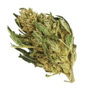 Golden Tiger Sativa Weed Strain