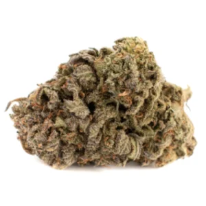 Buy Hog Weed Strain