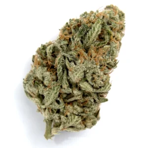 Malawi Gold Sativa Weed Strain